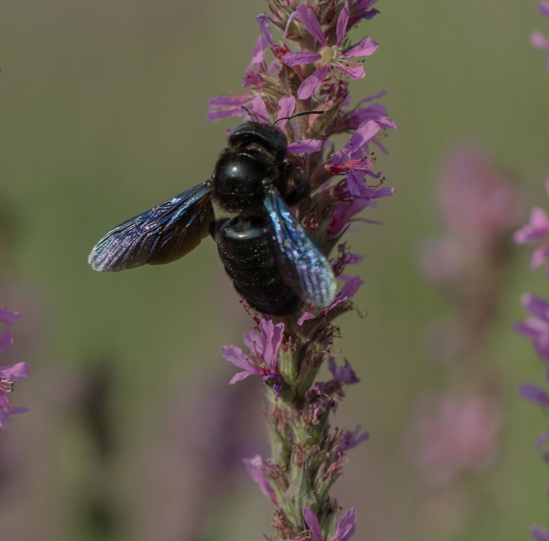 Pollinators - ItsNiceThat_014.jpg