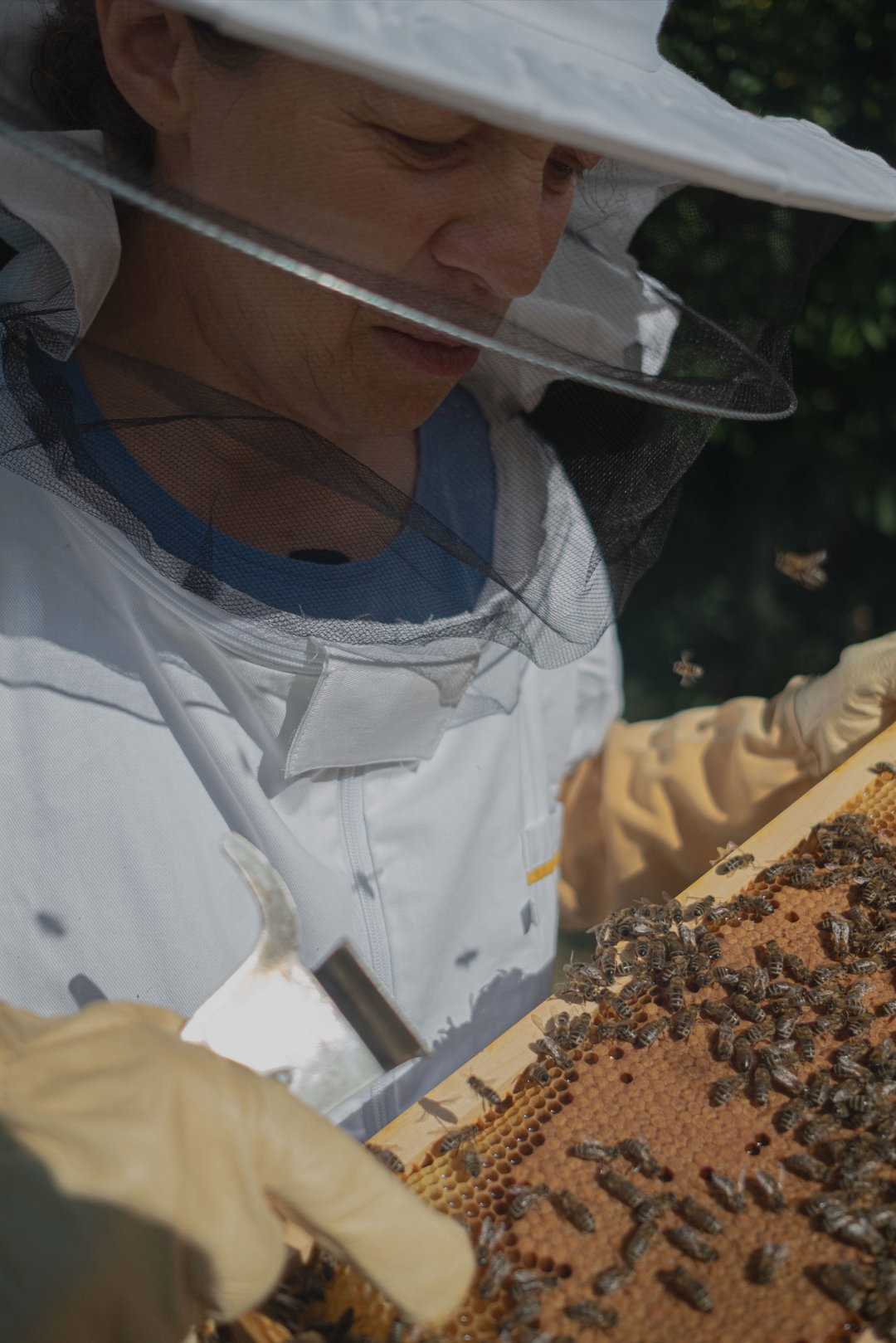 Pollinators - ItsNiceThat_016.jpg