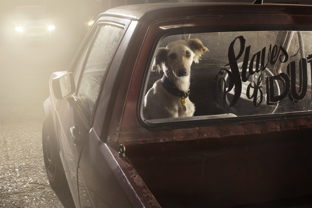 martin-usborne-the-silence-of-dogs-in-cars-photography-itsnicethat-14.jpg