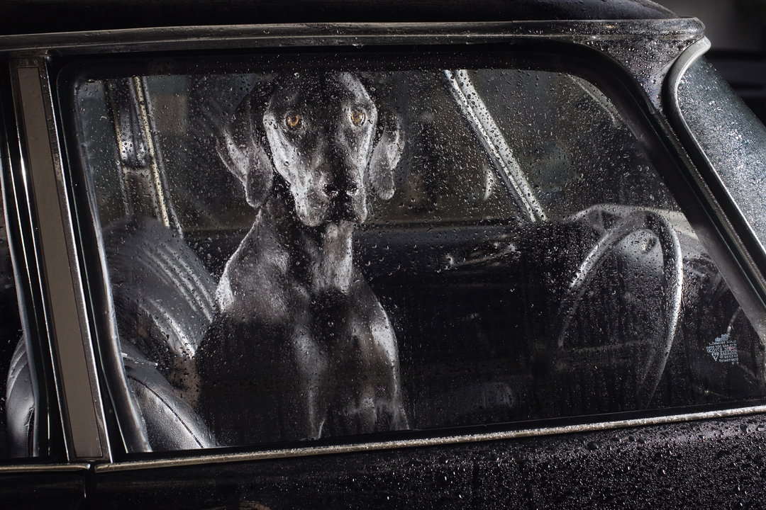 martin-usborne-the-silence-of-dogs-in-cars-photography-itsnicethat-15.jpg