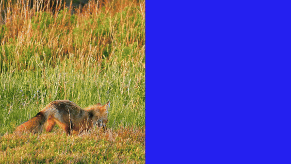 RSPCA_09-ezgif.com-video-to-gif-converter.gif