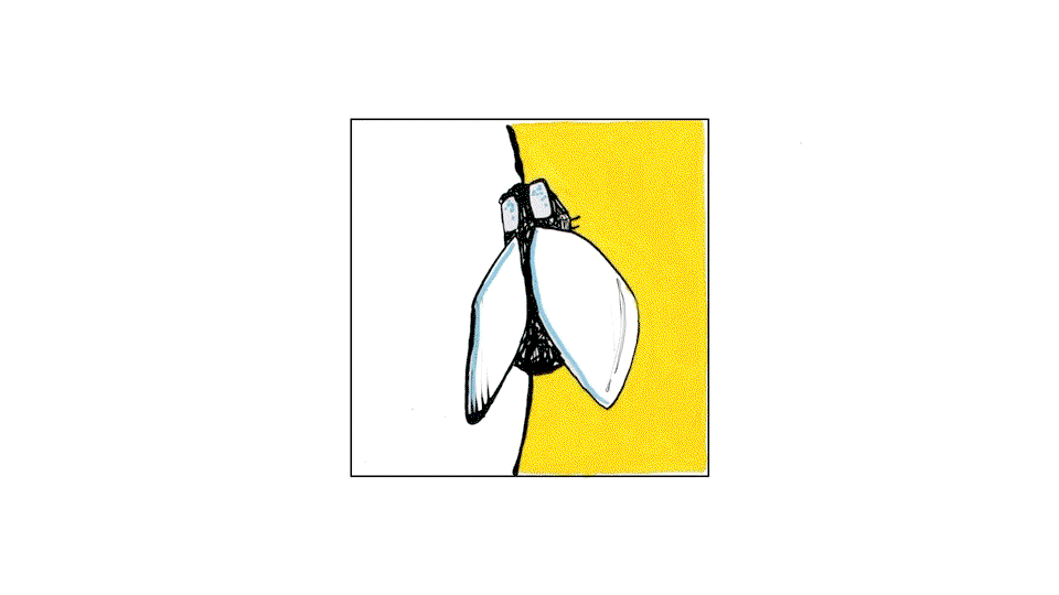 Rachel Fitzgerald CC_bee_1.gif