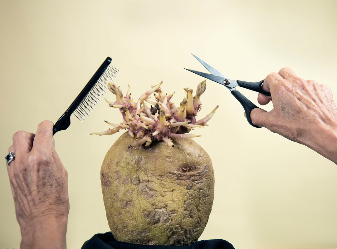 Smashed it: Potato Photographer of the Year revealed