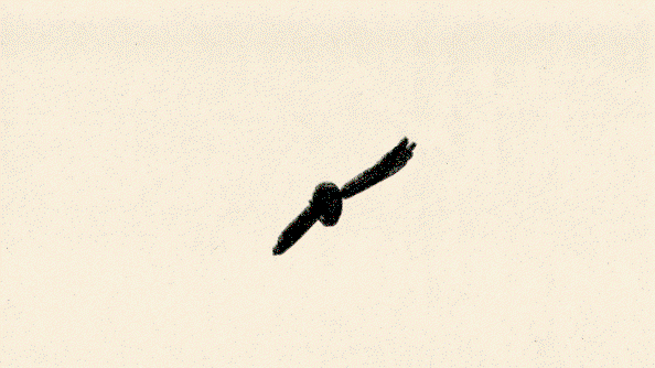 orfeo-tagiuri-brian-eno-beatie-wolfe-animation-itsnicethat-13