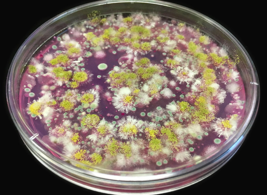 TracyDebenport-SoilMicrobes-Photography-itsnicethat.jpg
