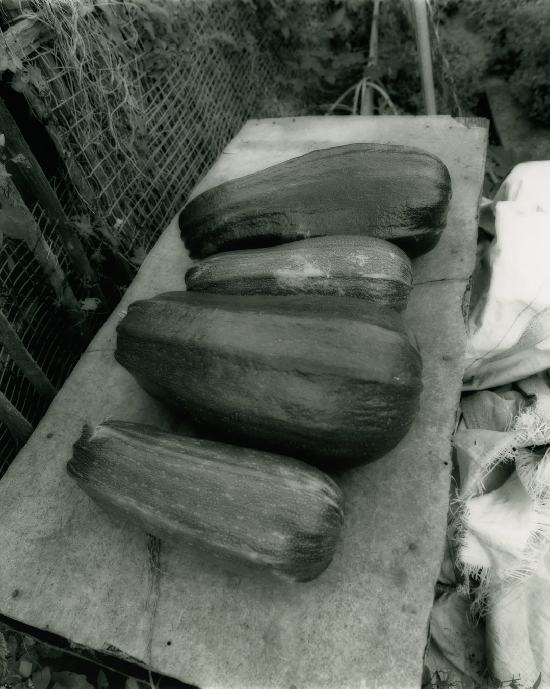 ellen-stewart-sowing-the-sod-pho-itsnicethat08