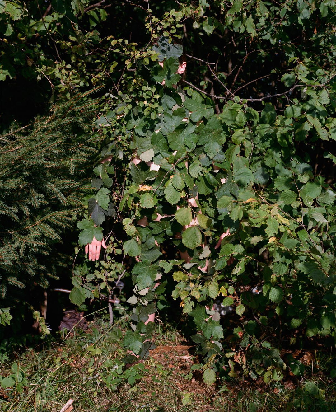 Synchrodogs-SlightlyAltered-Photography-itsnicethat-02.jpg