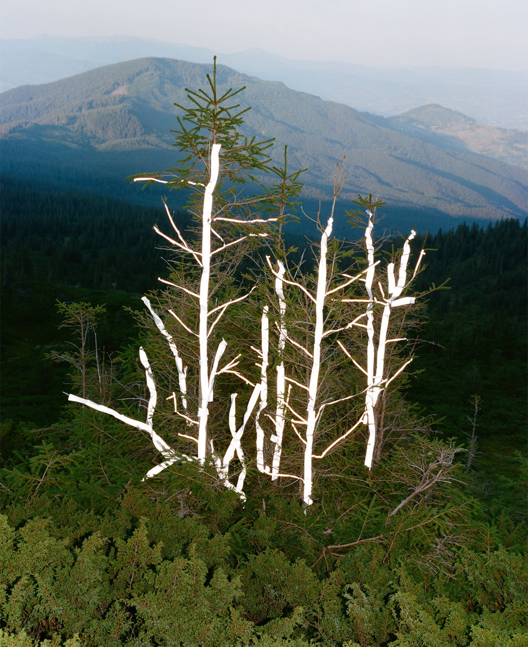 Synchrodogs-SlightlyAltered-Photography-itsnicethat-08.jpg