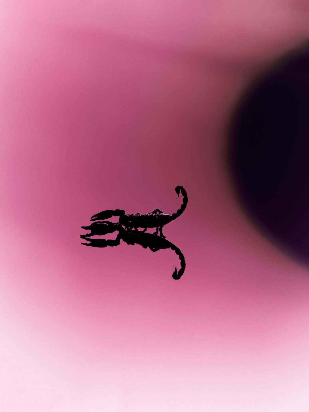 Tais-Sirote-Itsnicethat-15.jpg