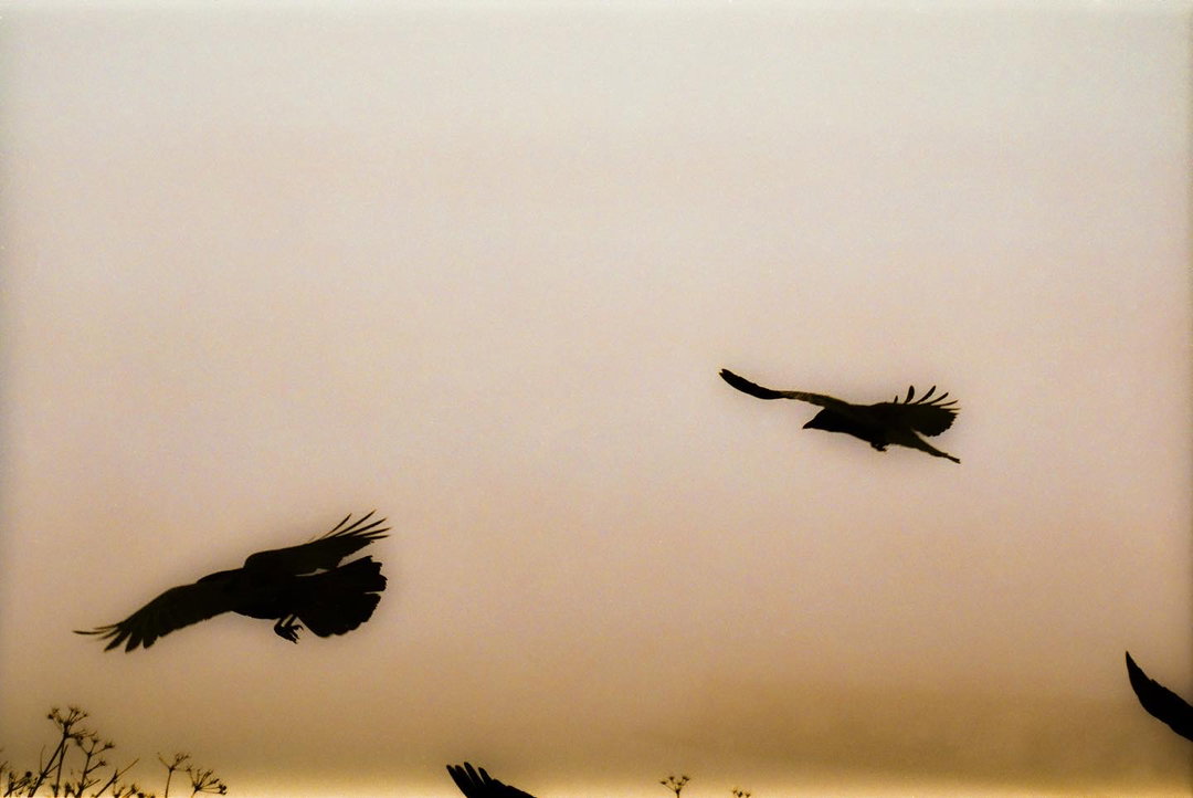 The Birds-Margate-January-2022 - Max Barnett - itsnicethat.JPG
