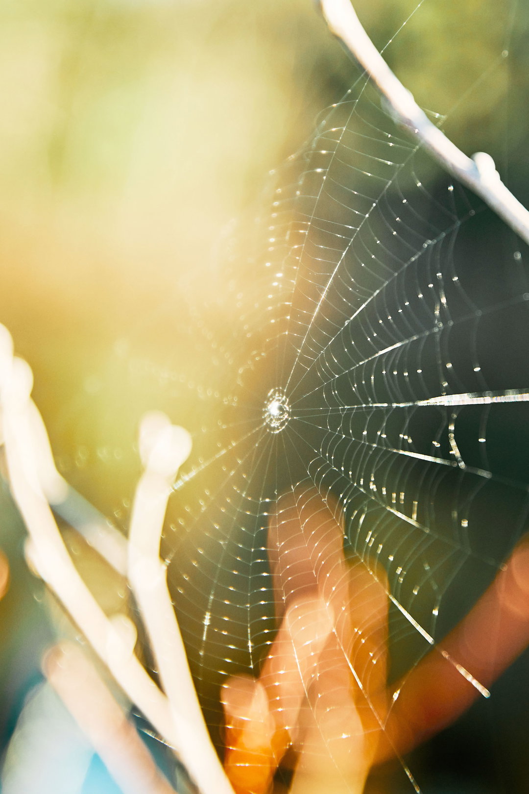 WEB.jpg
