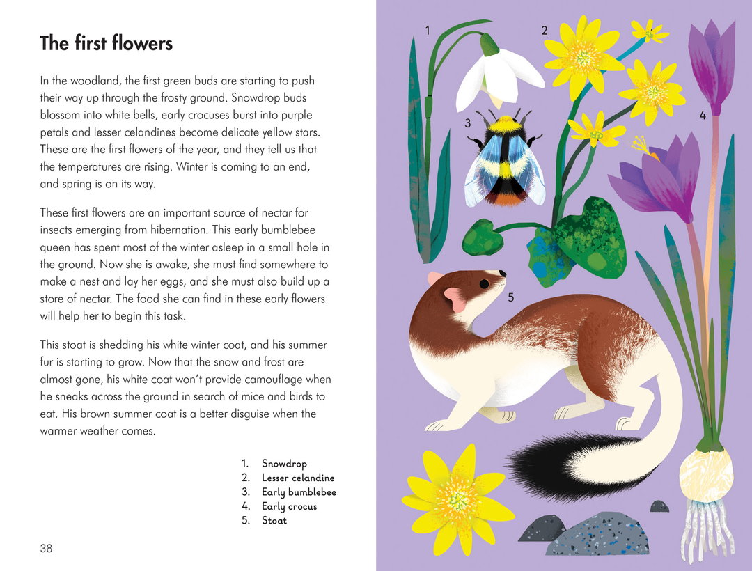 What-to-look-for_natasha-durley_ladybird-books_illustration_itsnicethat2.jpg