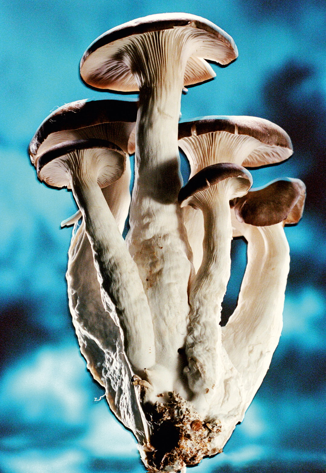 The third book from The Gourmand makes room for the mushroom