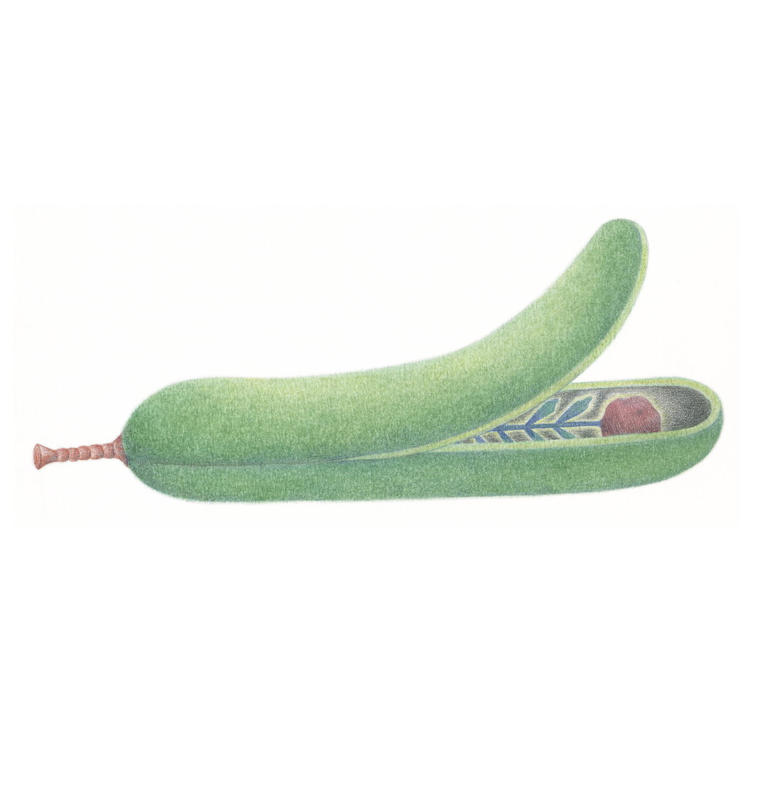 © Ophélie Paris - Drawing for %22Le cœur cahin-caha%22 2023 (3).jpg