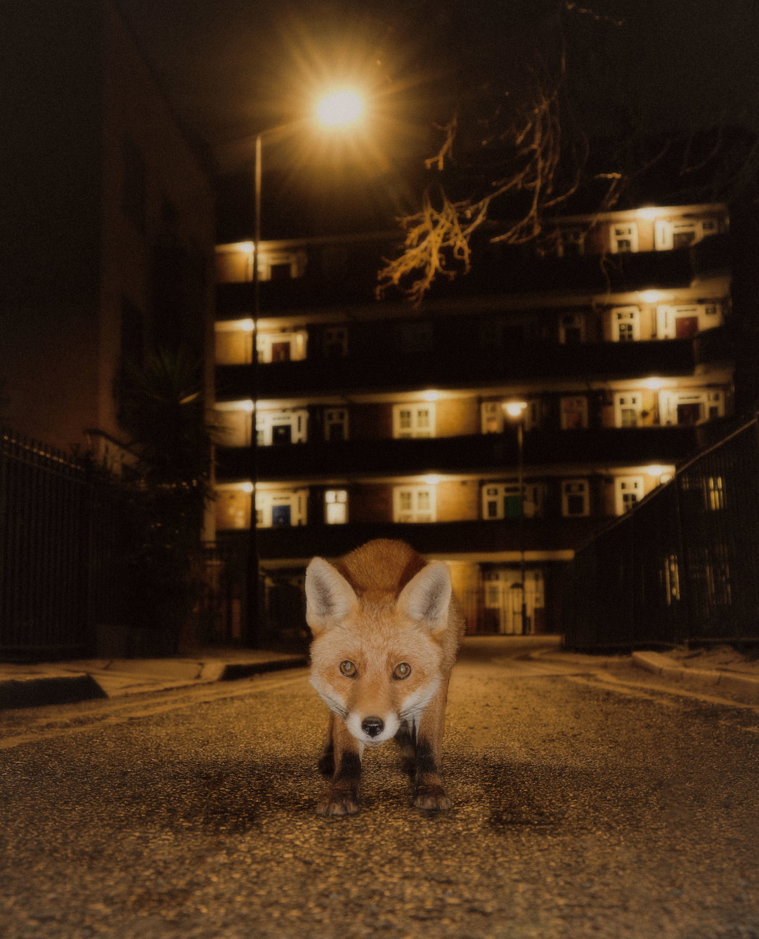 joe-hart-animals-pho-itsnicethat03