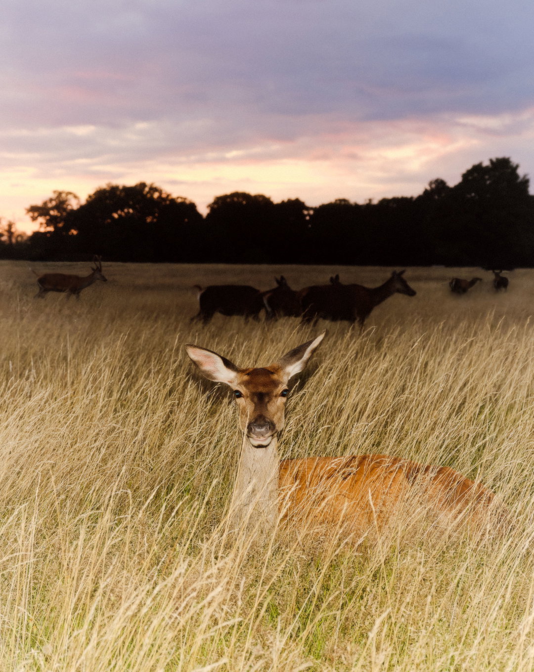 joe-hart-animals-pho-itsnicethat04