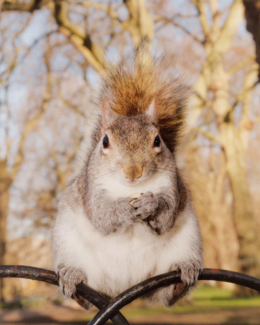 joe-hart-animals-pho-itsnicethat05