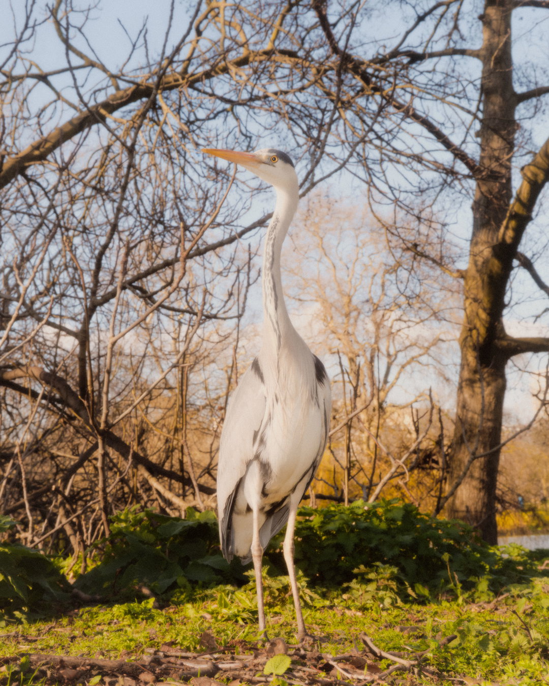 joe-hart-animals-pho-itsnicethat06