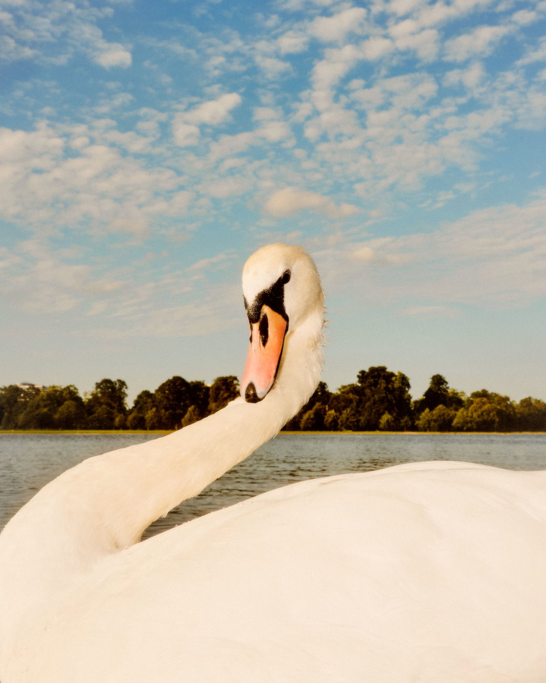 joe-hart-animals-pho-itsnicethat07