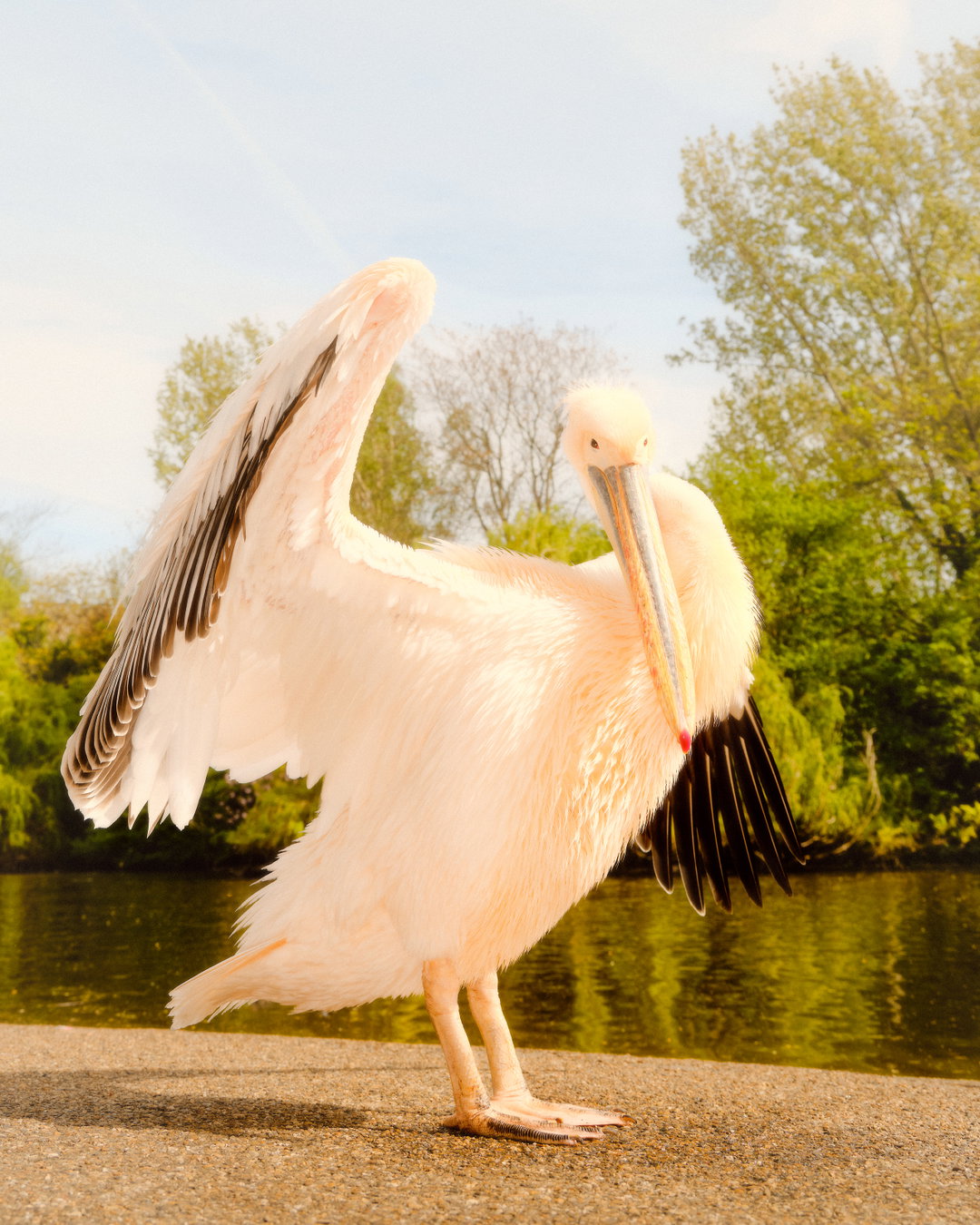 joe-hart-animals-pho-itsnicethat08