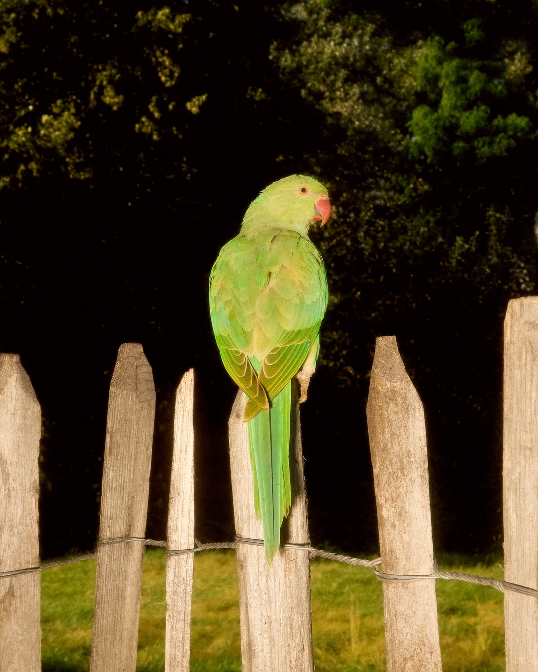 joe-hart-animals-pho-itsnicethat01