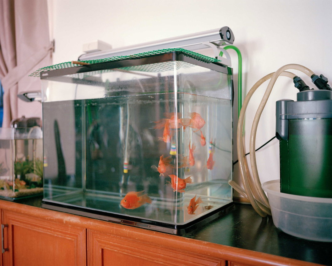 anne-moffat-forget-me-not-photography-itsnicethat-10.jpg
