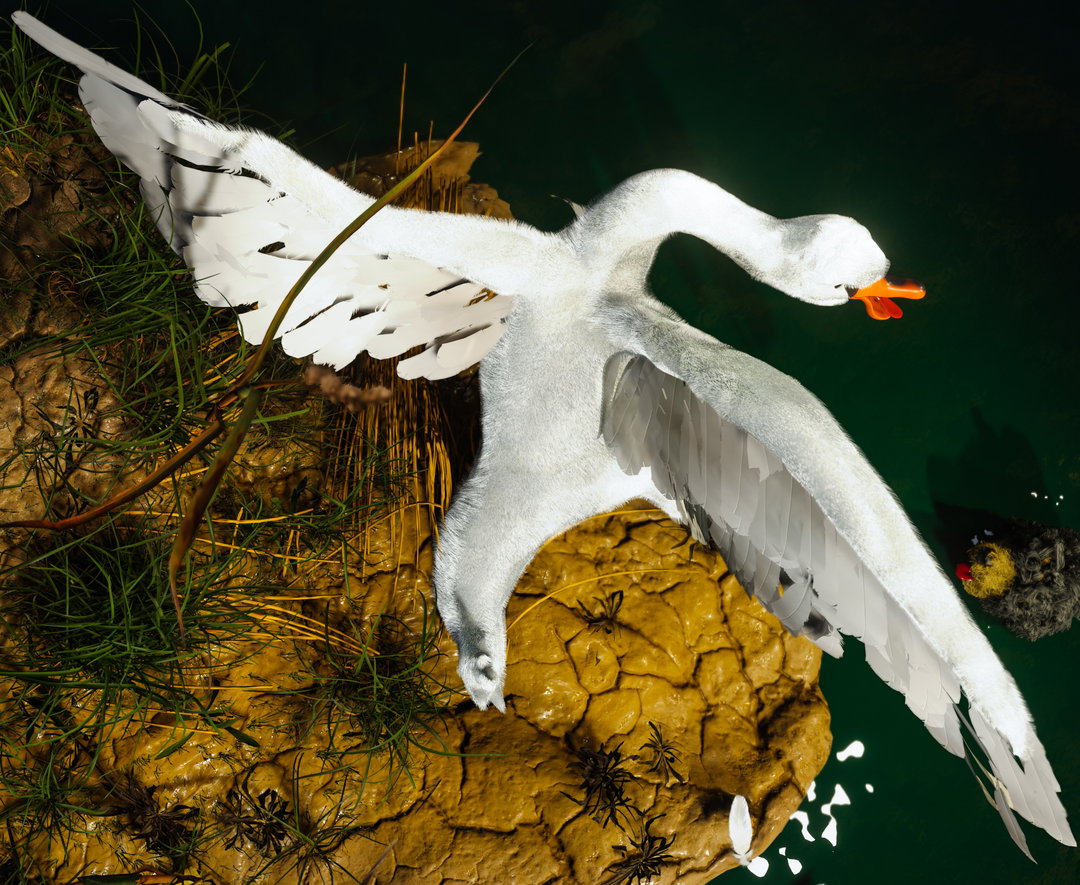 A 3D render of a white swan with its wings spread wide, appearing to land on a patch of dry, cracked earth. The bird is positioned against a dark green background of still water.