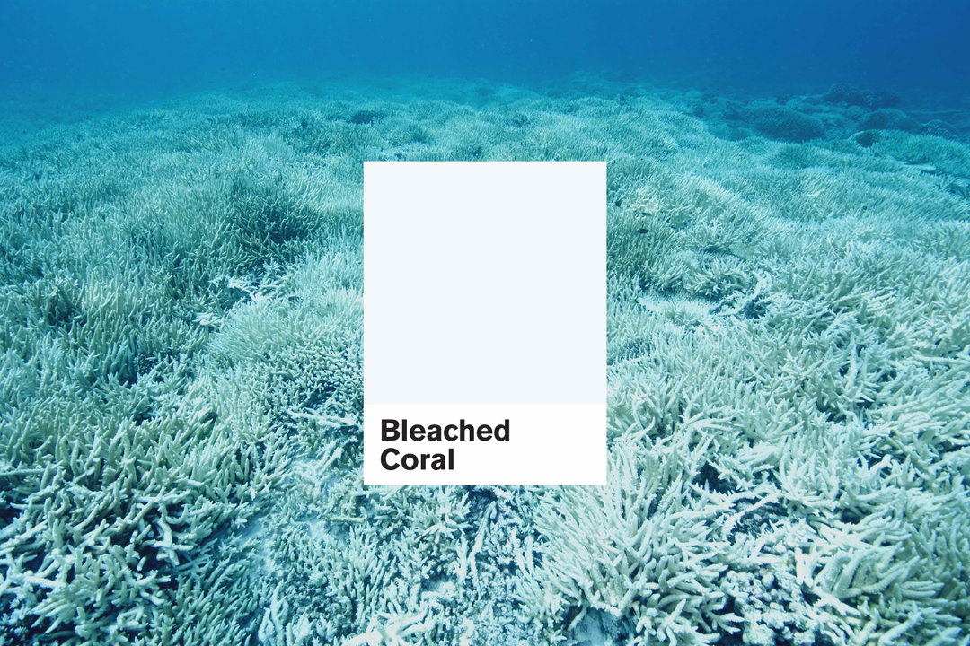 bleached coraldesigns of the year 2020 creative industry itsnicethat.jpg
