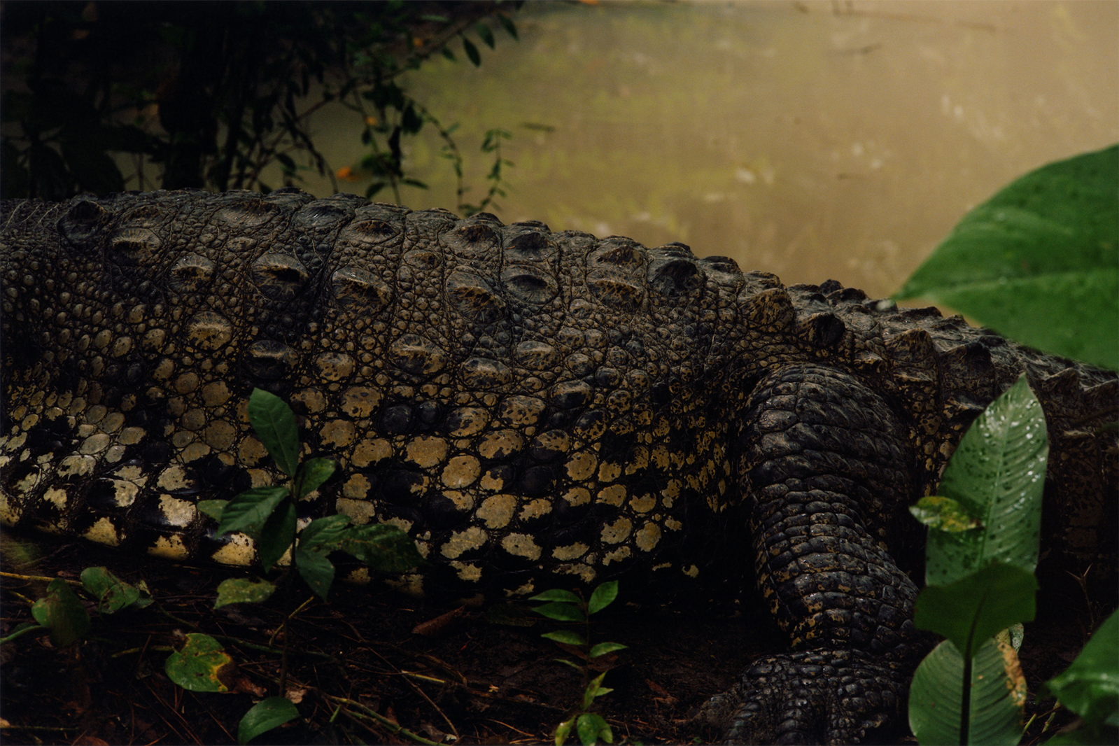 Deeper Green documents front-line conservation efforts in Belize