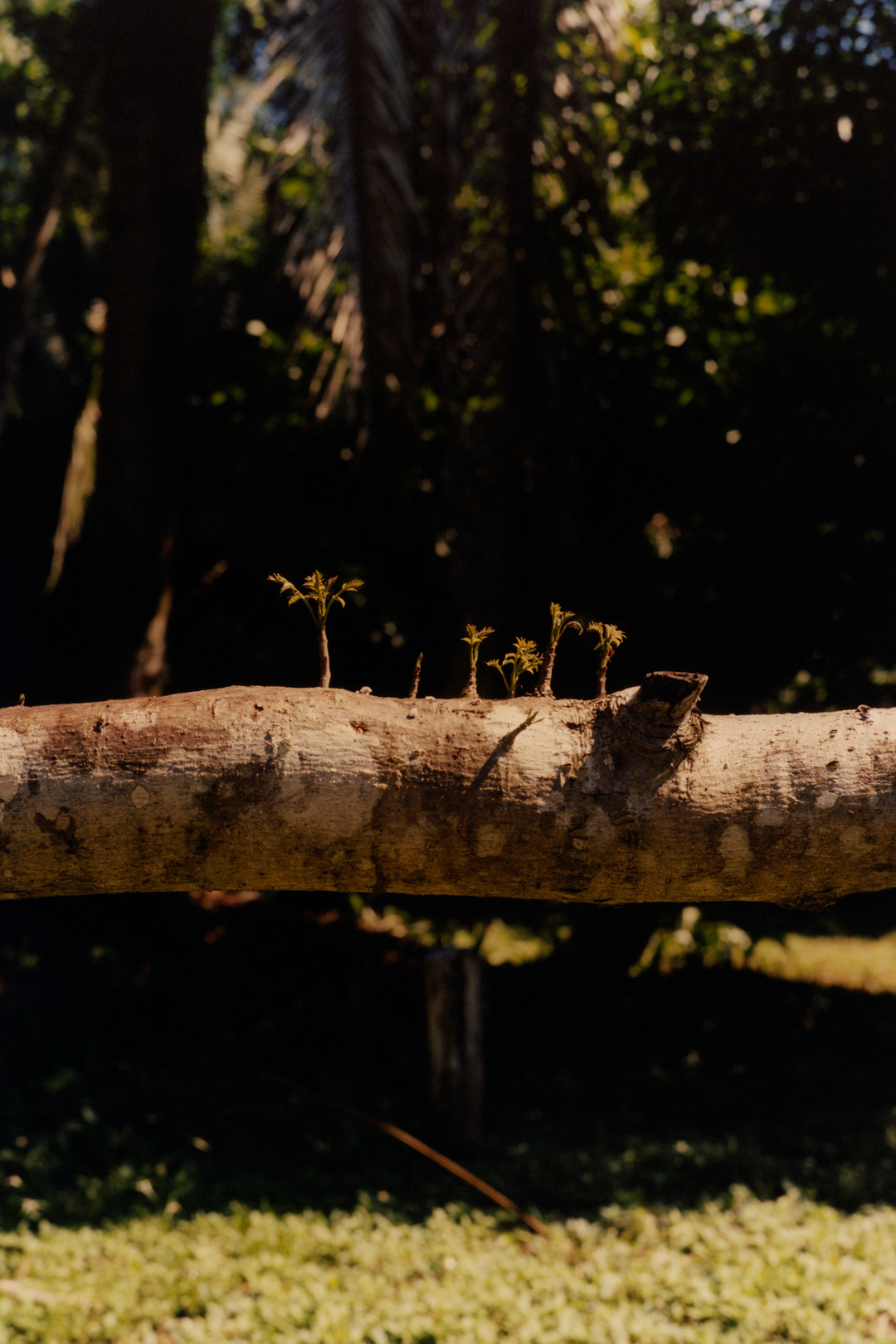 colin-dodgson-deeper-green-work-photography-itsnicethat-04.png