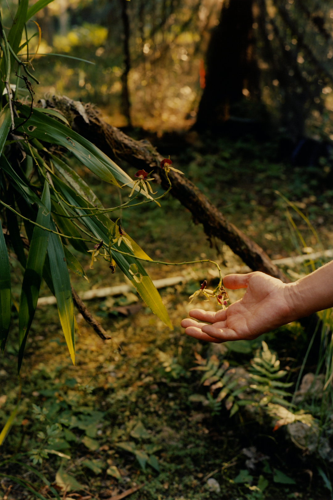 colin-dodgson-deeper-green-work-photography-itsnicethat-15.png