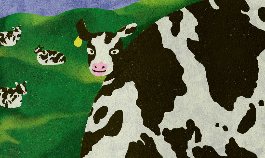 cow__2024.jpg