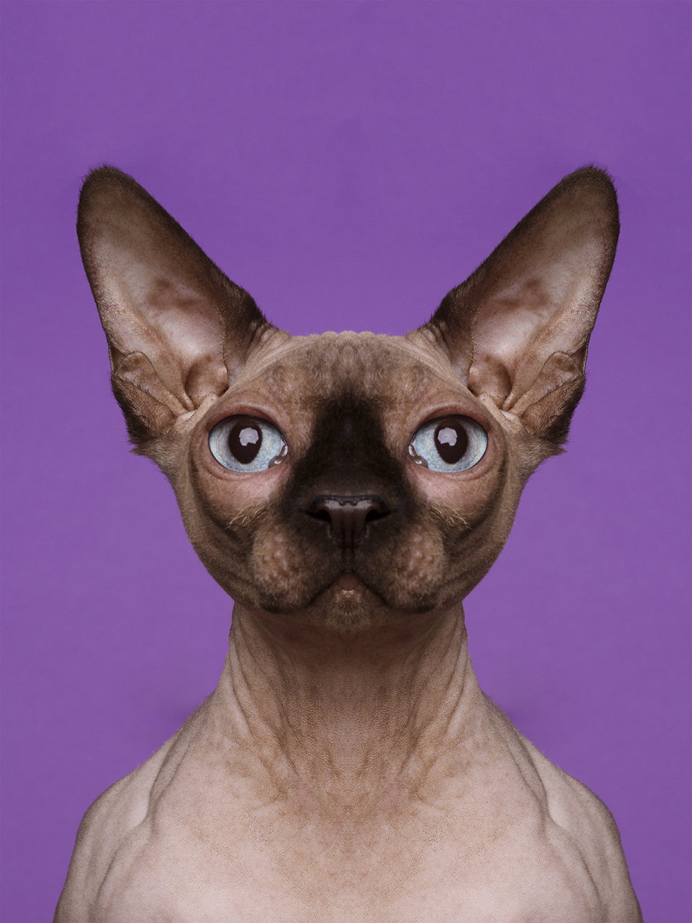 dag-knudsen-symmetrizoo-work-photography-itsnicethat-01.jpg