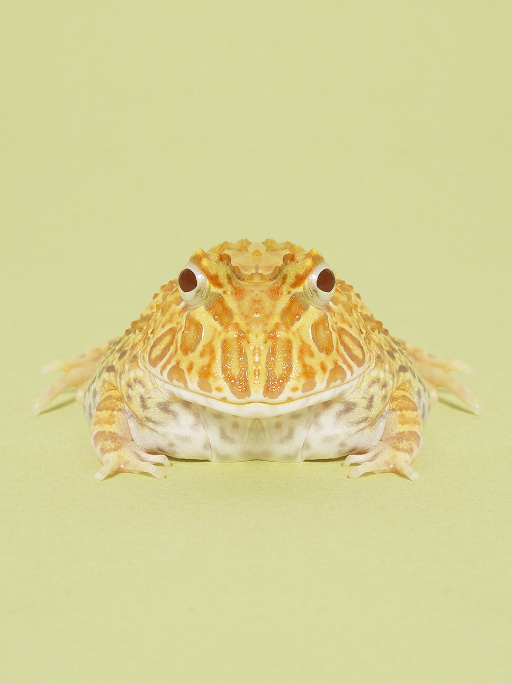 dag-knudsen-symmetrizoo-work-photography-itsnicethat-04.jpg