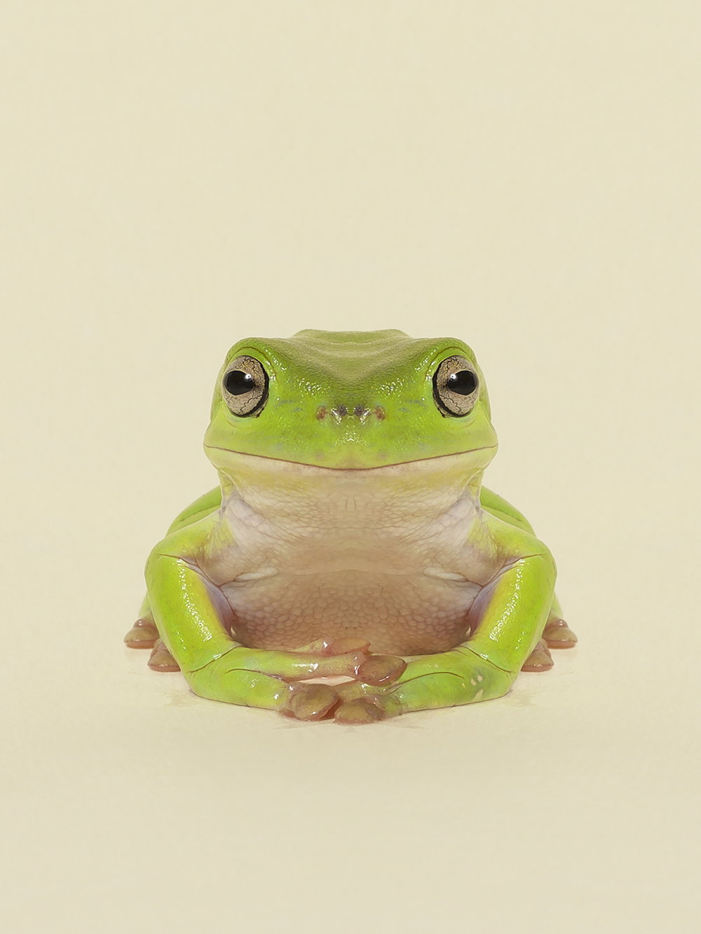 dag-knudsen-symmetrizoo-work-photography-itsnicethat-05.jpg