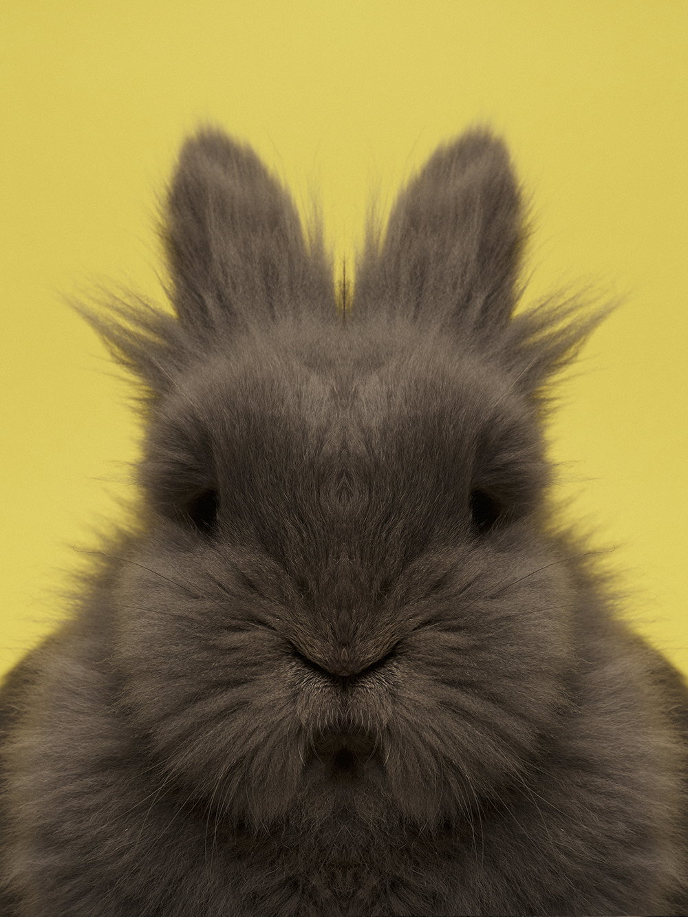 dag-knudsen-symmetrizoo-work-photography-itsnicethat-08.jpg