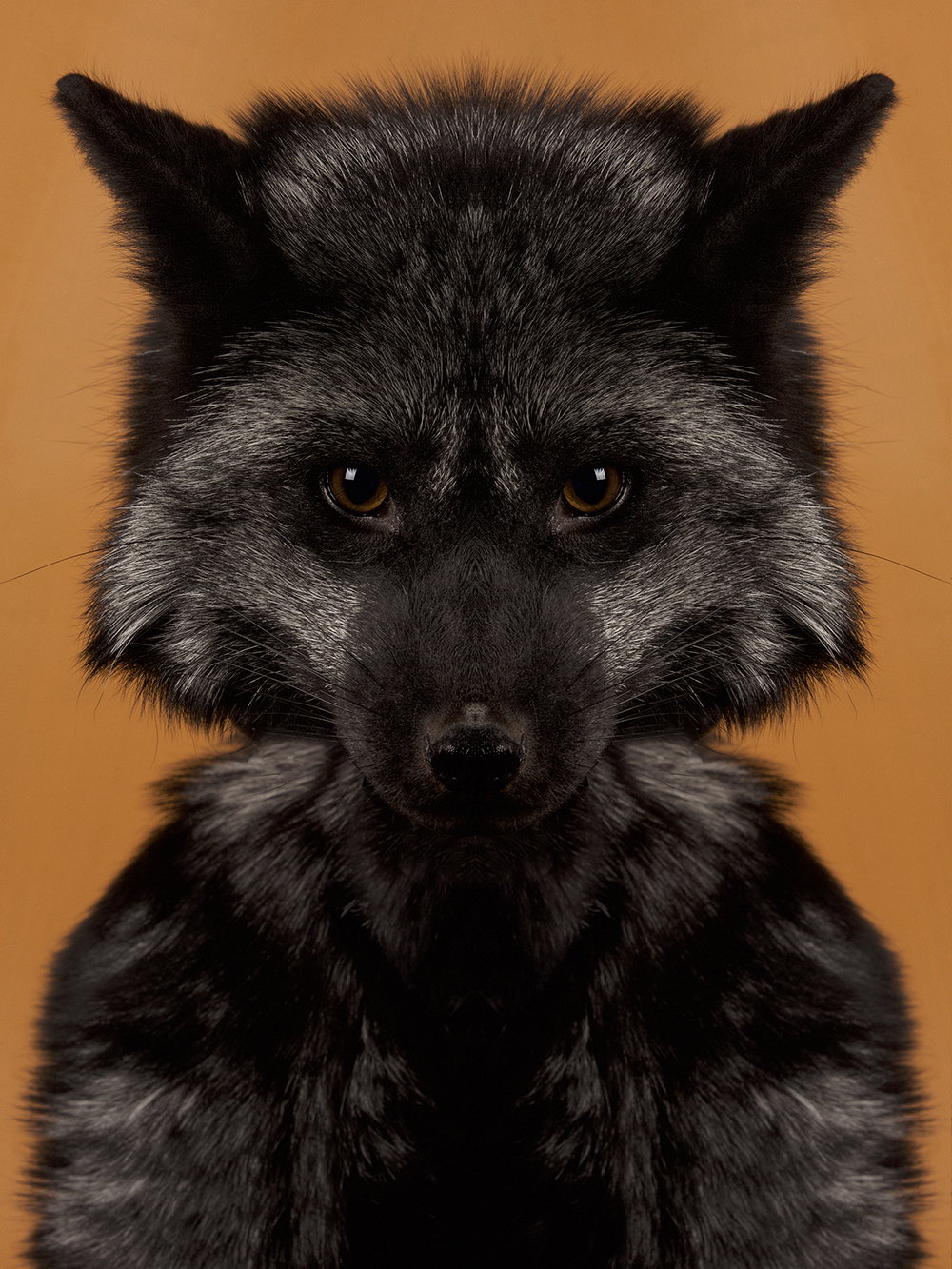 dag-knudsen-symmetrizoo-work-photography-itsnicethat-09.jpg