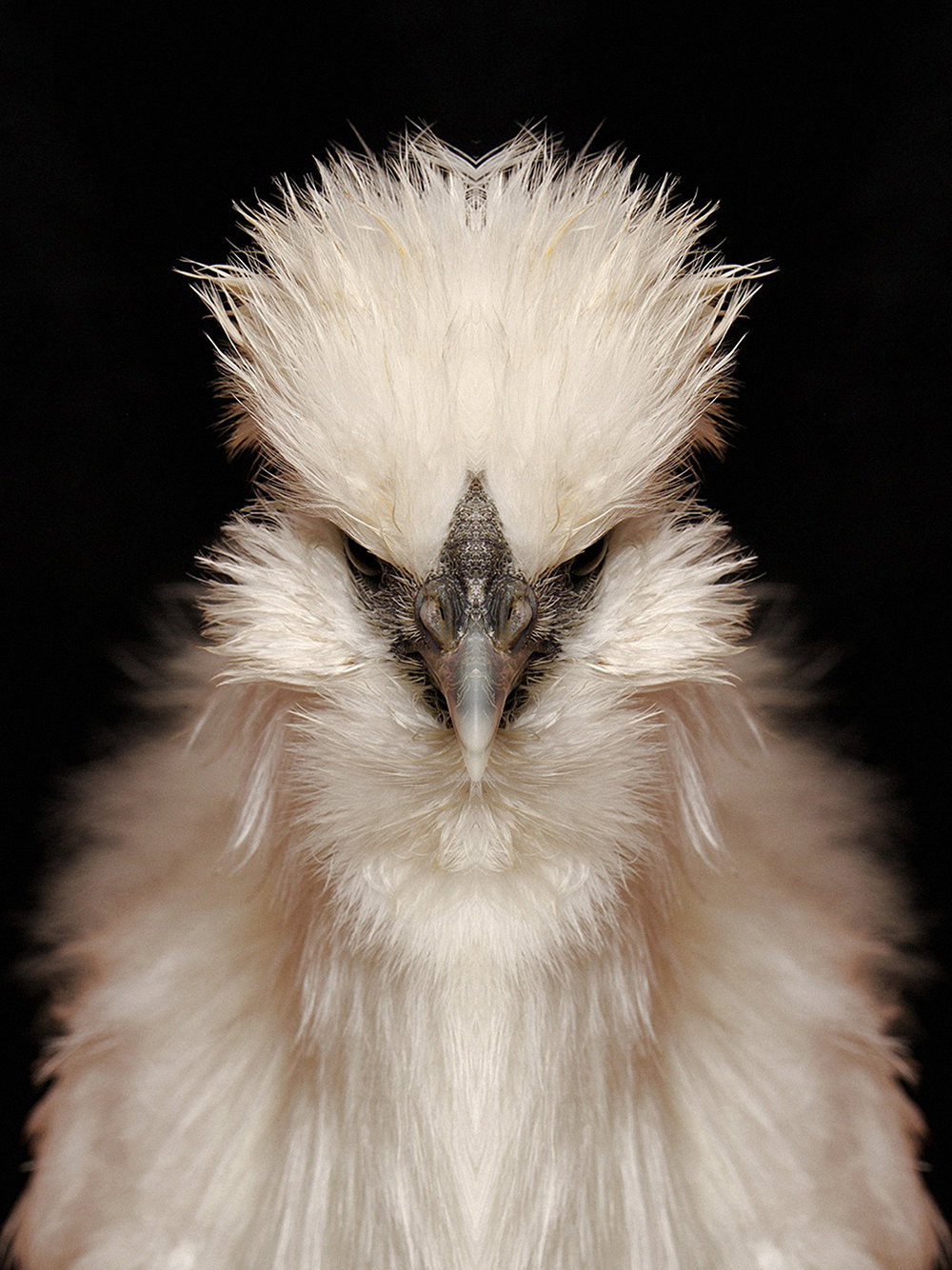 dag-knudsen-symmetrizoo-work-photography-itsnicethat-10.jpg