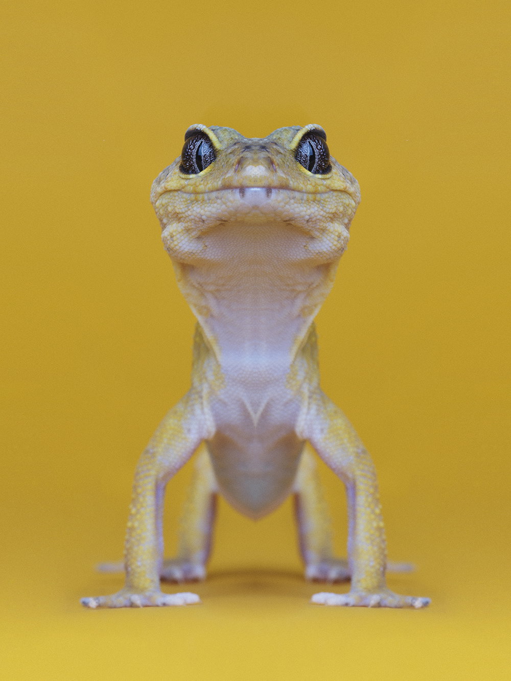 dag-knudsen-symmetrizoo-work-photography-itsnicethat-11.jpg