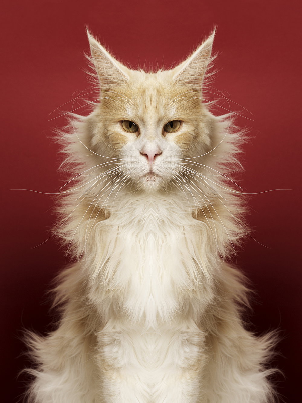 Symmetrizoo highlights the satisfaction of photographic symmetry with these wonderful animal portraits