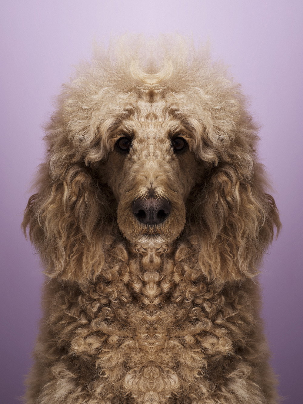 dag-knudsen-symmetrizoo-work-photography-itsnicethat-23.jpg