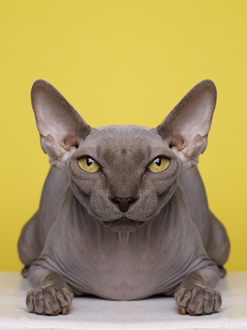 dag-knudsen-symmetrizoo-work-photography-itsnicethat-25.jpg