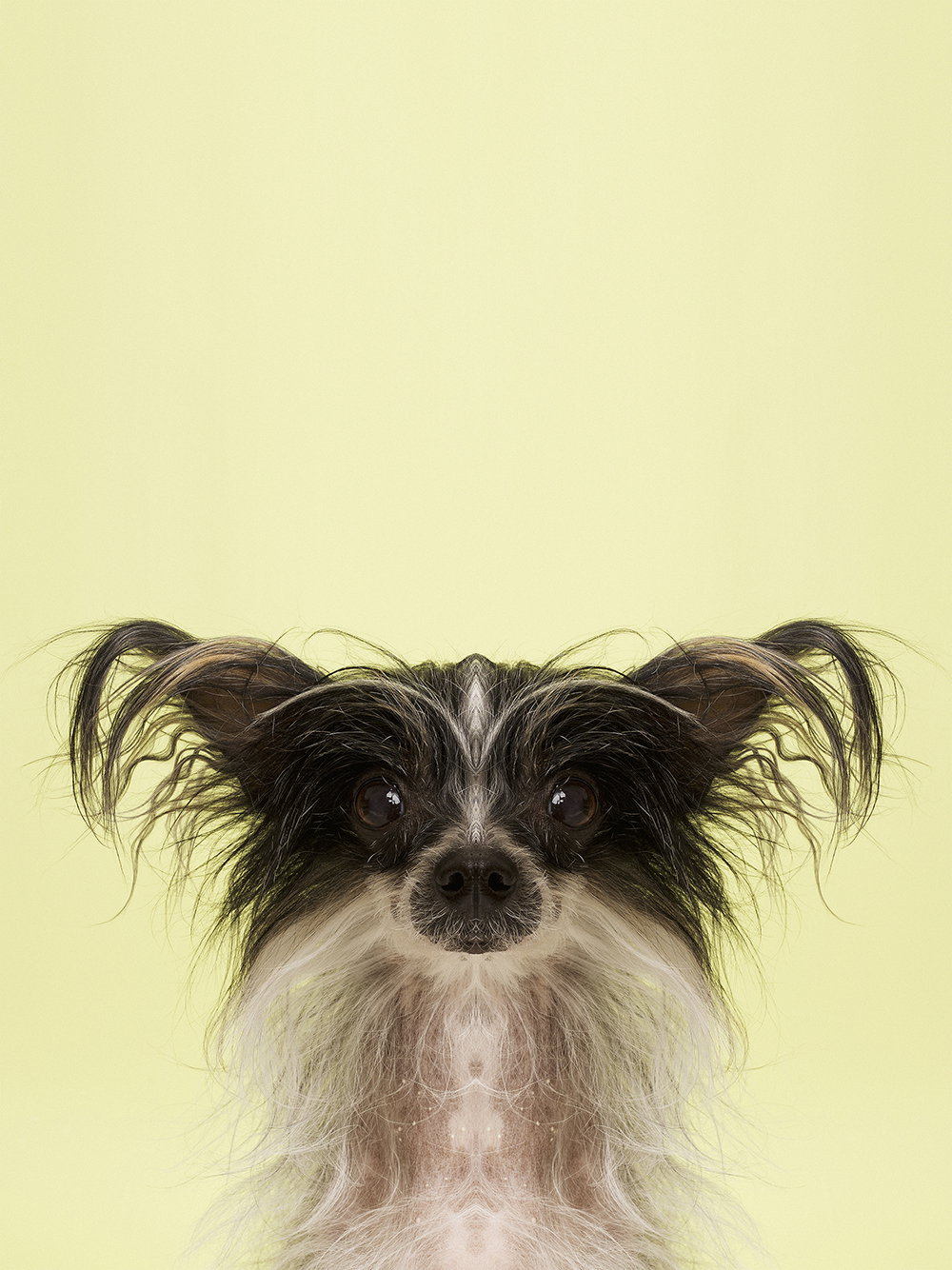 dag-knudsen-symmetrizoo-work-photography-itsnicethat-27.jpg