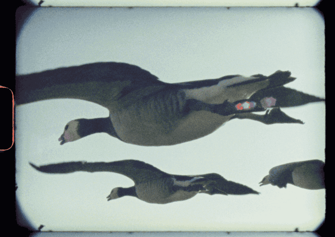 ed-sayers-film-itsnicethat-1.png