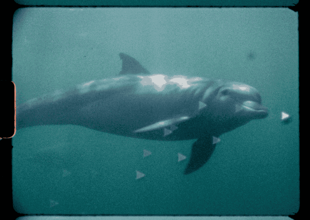 40 filmmakers, 25 countries: Super Nature is an epic ode to the animal kingdom and natural world told through Super 8 film stock