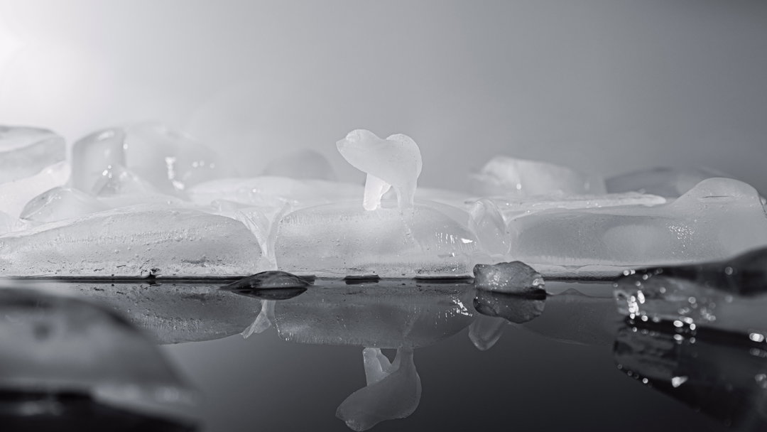 nomint-arcticwwf-animation-itsnicethat