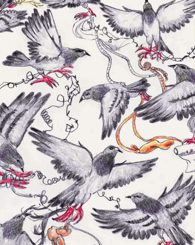 gaia-alari-illo-itsnicethatNew Yorker Pigeon Toes.gif