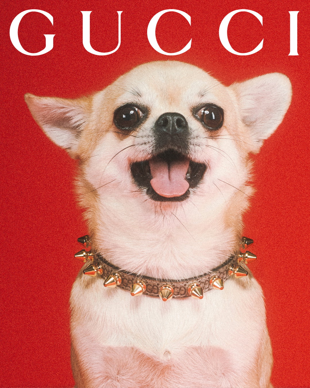 gucci-gucci-pets-photography-itsnicethat1.jpg