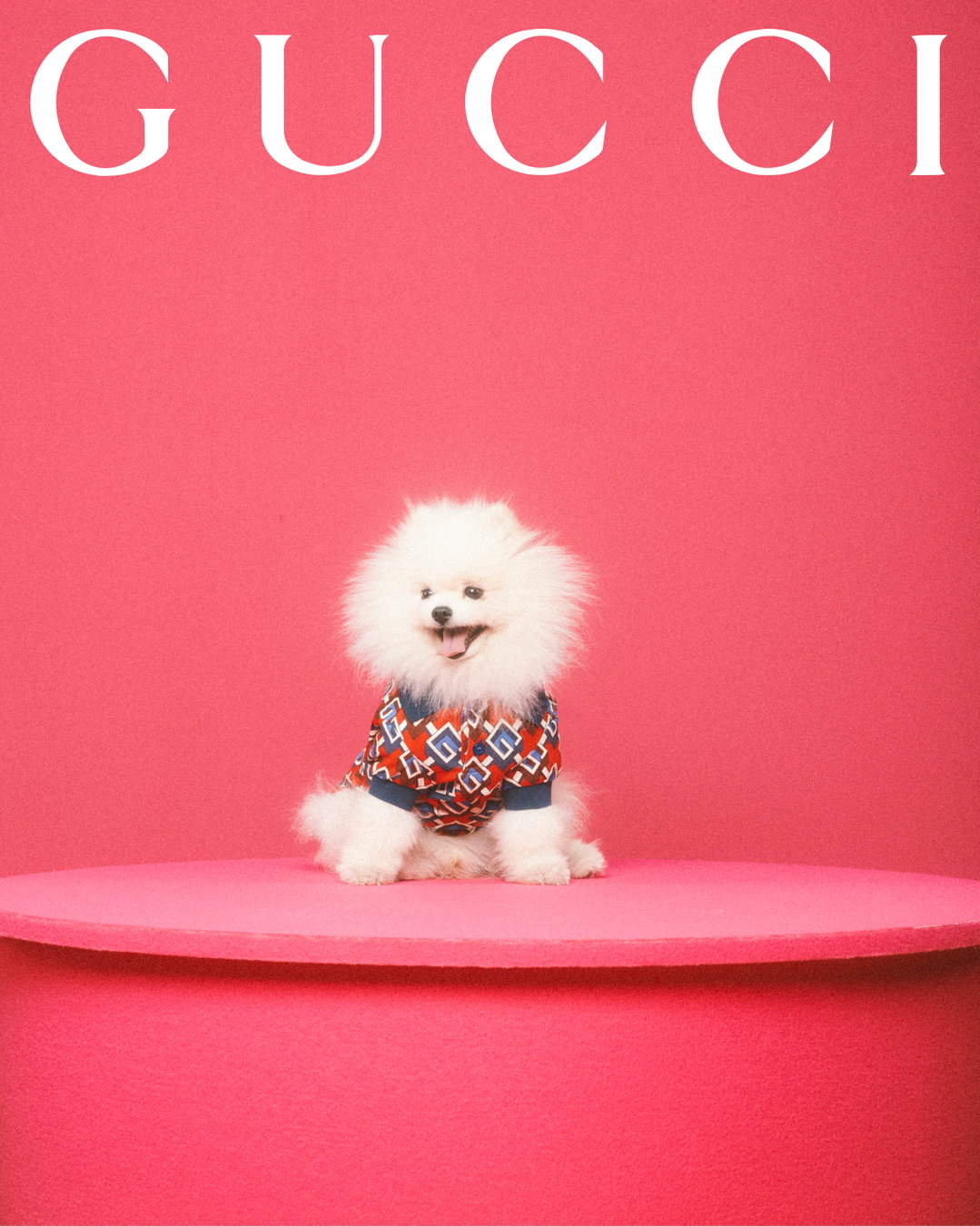 gucci-gucci-pets-photography-itsnicethat10.jpg