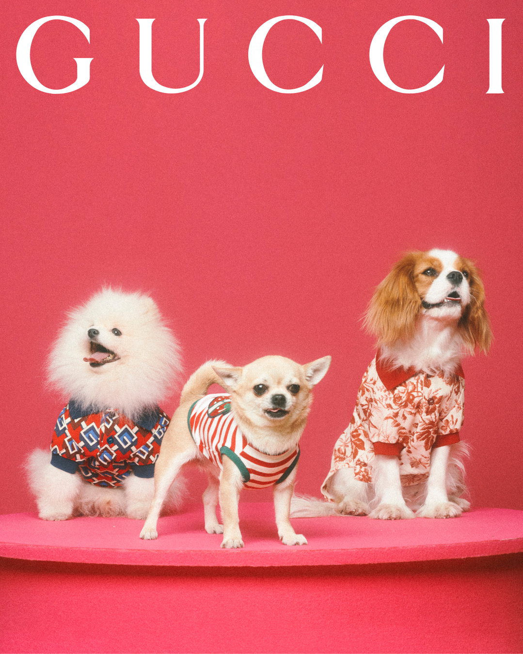 gucci-gucci-pets-photography-itsnicethat11.jpg